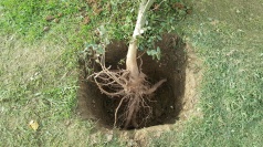 raíces de alcornoque